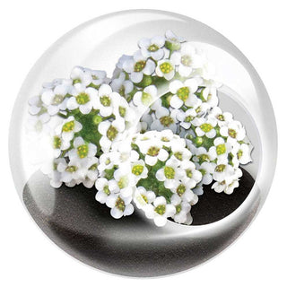 Tiny Terrarium Flowering Plants - Sweet Alyssum