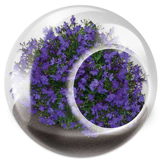 Tiny Terrarium Flowering Plants - Lovely Lobelia