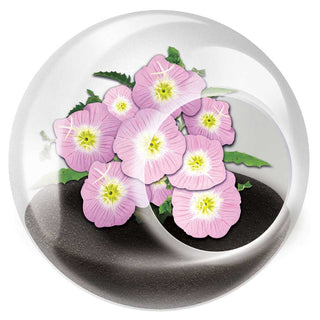 Tiny Terrarium Flowering Plants - Pretty Primrose